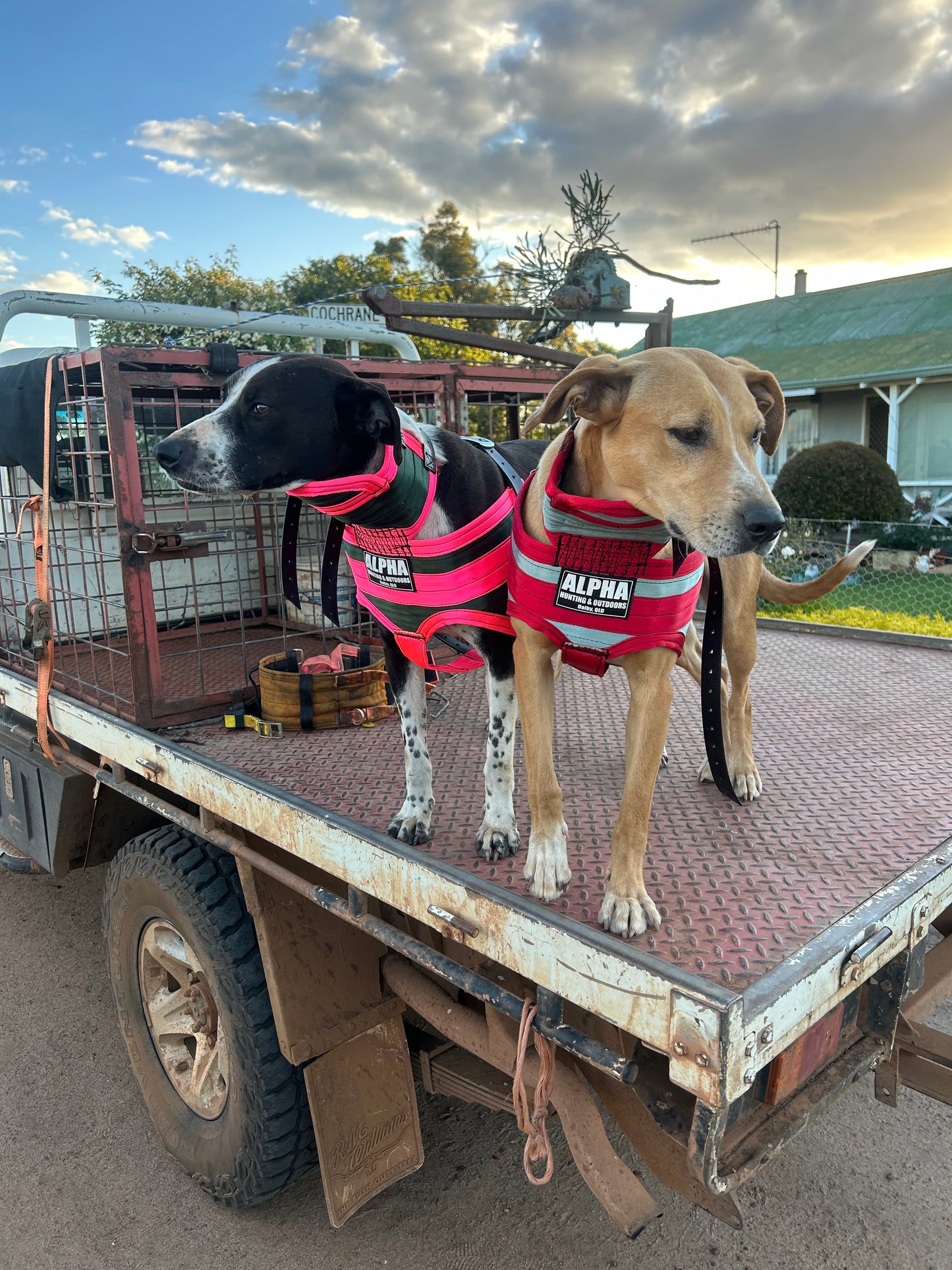 Alpha Ultra-Light Plates