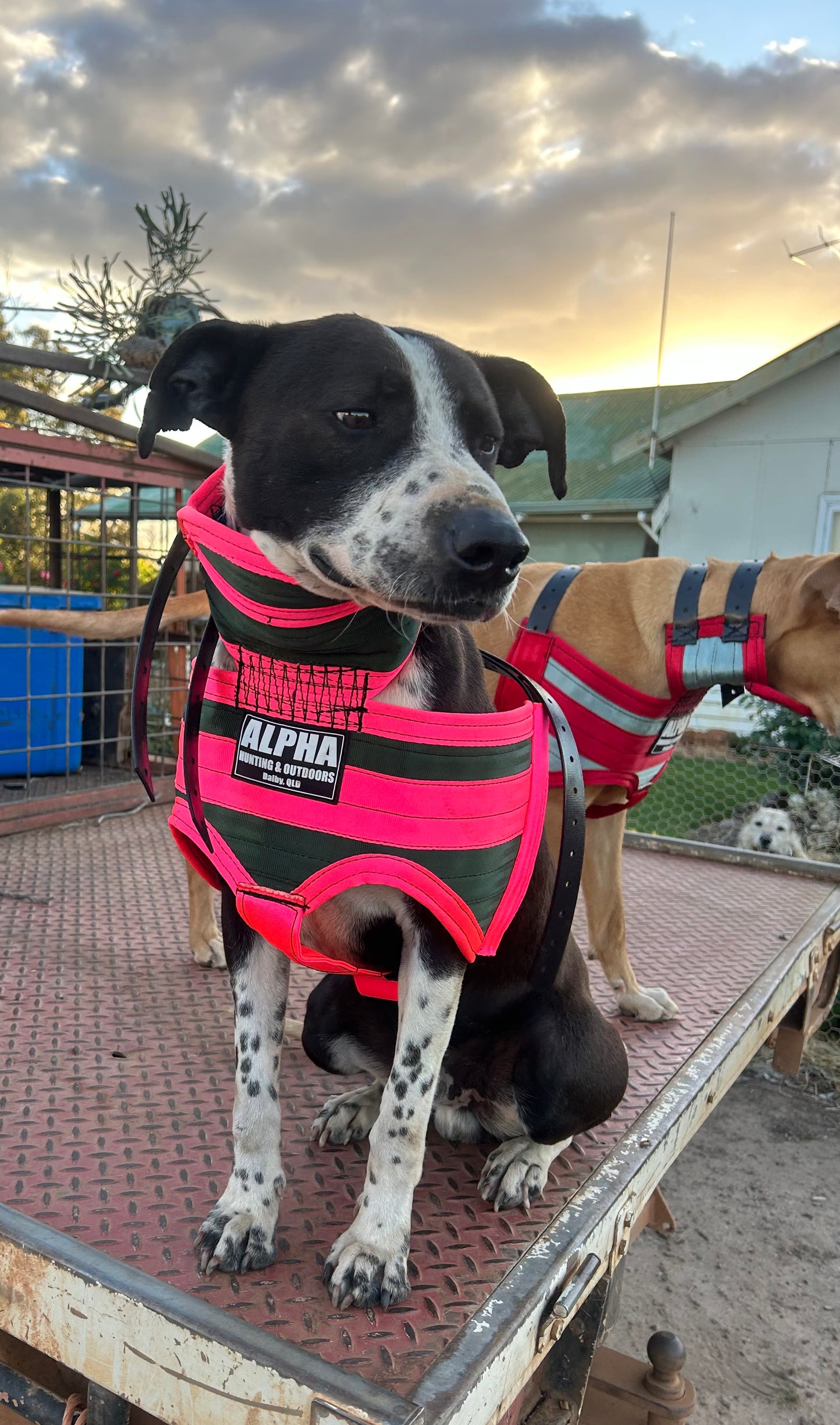 Alpha Ultra-Light Plates