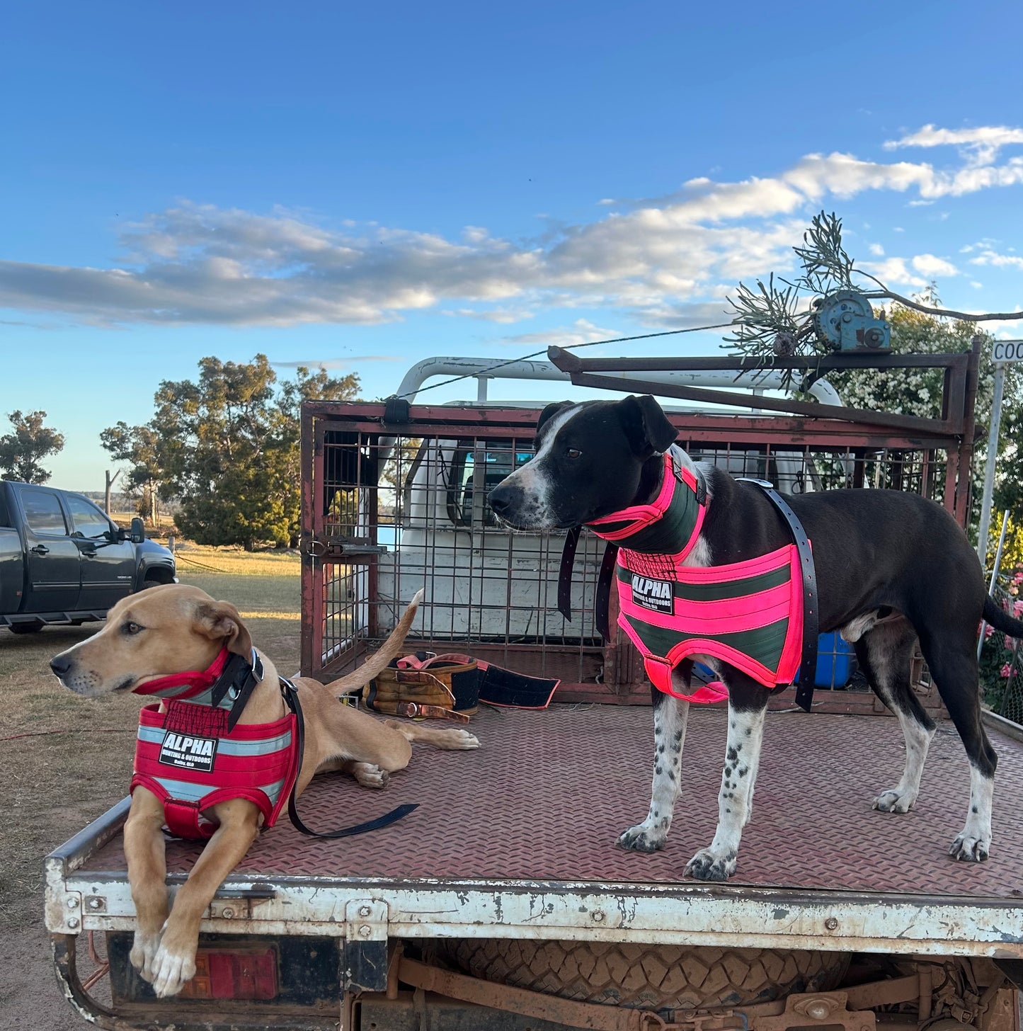 Alpha Ultra-Light Plates