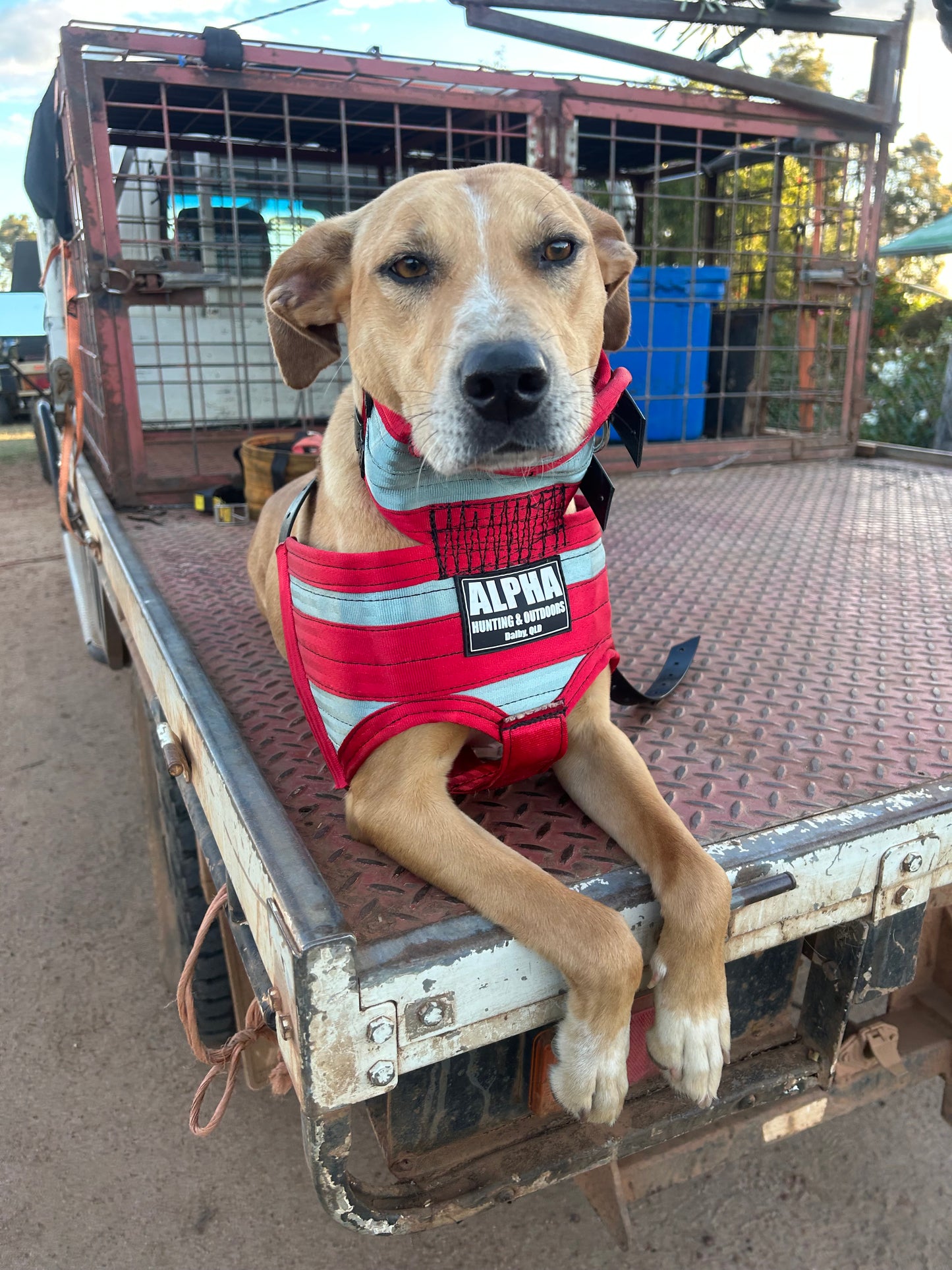 Alpha Ultra-Light Plates